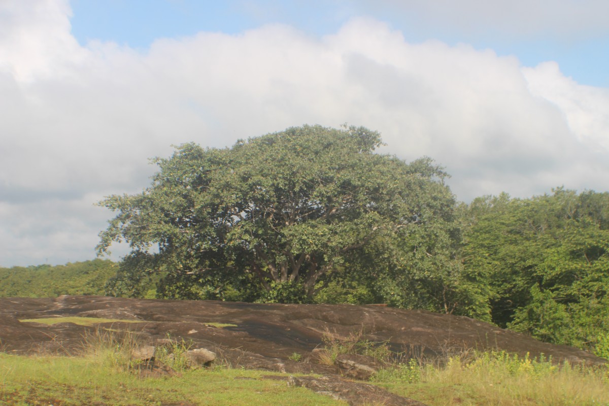 Ficus mollis Vahl